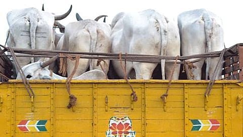 BSF inspector dies while stopping cattle smuggling along Bangladesh border