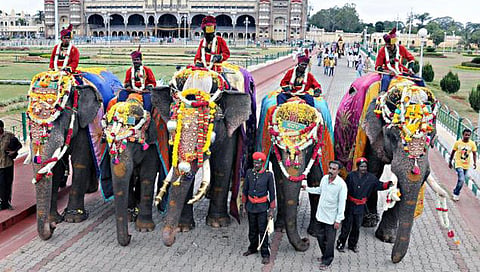 ತಾಲೀಮಿನಲ್ಲಿ ತೊಡಗಿರುವ ದಸರಾ ಆನೆಗಳು (ಸಂಗ್ರಹ ಚಿತ್ರ)