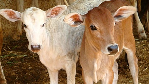 ಸಾಂದರ್ಭಿಕ ಚಿತ್ರ