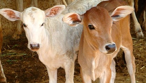 ಸಾಂದರ್ಭಿಕ ಚಿತ್ರ