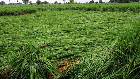 ಬೆಳೆ ಹಾನಿ