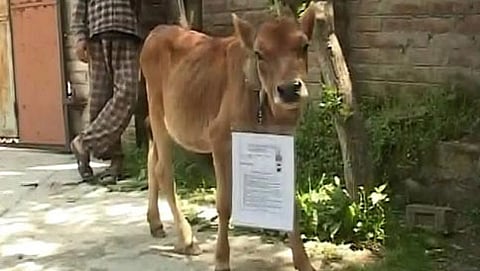 ಪರೀಕ್ಷೆ ಬರೆಯಬೇಕಿದ್ದ ಹಸು (ಚಿತ್ರಕೃಪೆ: ಎನ್ ಡಿಟಿವಿ)