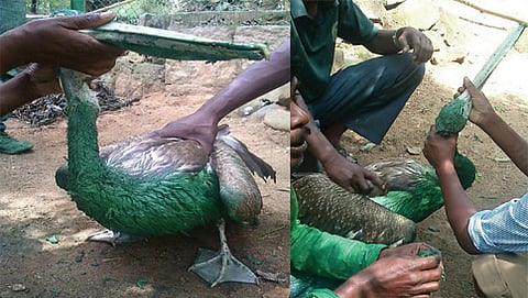 ಹಸಿರು ಬಣ್ಣ (ಪೇಂಟ್) ಬಳಿದಿರುವ ನೀರುಹಕ್ಕಿ (ಫೋಟೋ ಕೃಪೆ : ಪ್ರಶಾಂತ್ ಕುಮಾರ್ ಅವರ ಫೇಸ್ಬುಕ್ನಿಂದ)