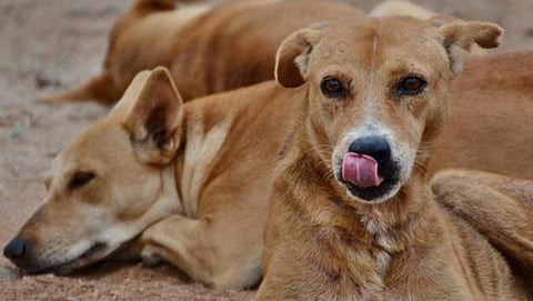 Street dog