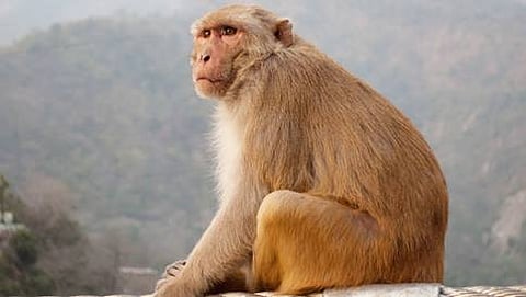 ಸಂಗ್ರಹ ಚಿತ್ರ