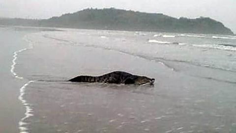 ಮೃತ ಮೊಸಳೆ(ಸಂಗ್ರಹ ಚಿತ್ರ)