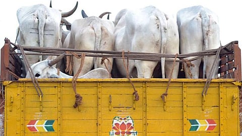 ಗೋವುಗಳ ಕಳ್ಳ ಸಾಗಾಣಿಕೆ ( ಸಂಗ್ರಹ ಚಿತ್ರ)