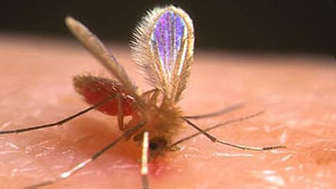 ಕಾಲಾ ಅಜರ್ ಹರಡುವ ನೊಣ