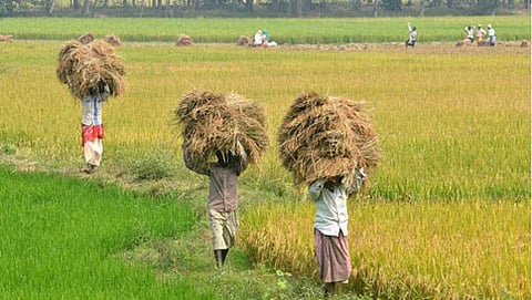 ಬೆಳೆ ವಿಮೆ (ಸಂಗ್ರಹ ಚಿತ್ರ)