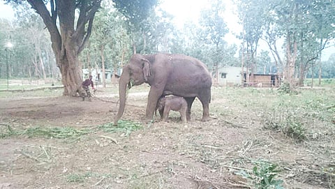 ಮರಿಗೆ ಜನ್ಮ ನೀಡಿದ ಆನೆ