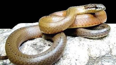 ಸಾಂದರ್ಭಿಕ ಚಿತ್ರ