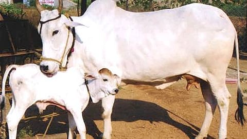 (ಸಾಂದರ್ಭಿಕ ಚಿತ್ರ)