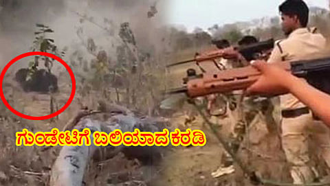 ಗುಂಡೇಟಿಗೆ ಬಲಿಯಾದ ಕರಡಿ