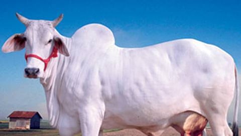 ಸಾಂದರ್ಭಿಕ ಚಿತ್ರ