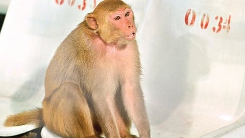 ಚಿನ್ನಸ್ವಾಮಿ ಕ್ರೀಡಾಂಗಣದಲ್ಲಿ ಐಪಿಎಲ್ (ಸಂಗ್ರಹ ಚಿತ್ರ)