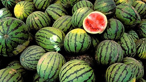 watermelon
