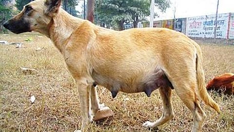 ಸಾಂದರ್ಭಿಕ ಚಿತ್ರ