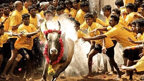 ಜಲ್ಲಿಕಟ್ಟು (ಸಂಗ್ರಹ ಚಿತ್ರ)