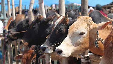 ಸಂಗ್ರಹ ಚಿತ್ರ