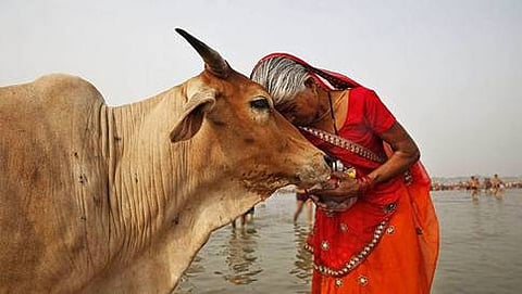 cow slaughter