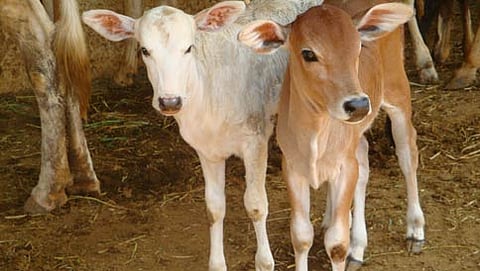 ಸಂಗ್ರಹ ಚಿತ್ರ