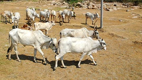 ಸಂಗ್ರಹ ಚಿತ್ರ