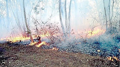ಮೈಸೂರು-ಮಂಗಳೂರು ರಾಷ್ಟ್ರೀಯ ಹೆದ್ದಾರಿಯ ಆನೆಕಾಡು ಮೀಸಲು ಅರಣ್ಯದಲ್ಲಿ ಕಾಣಿಸಿಕೊಂಡ ಬೆಂಕಿ