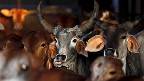ಸಂಗ್ರಹ ಚಿತ್ರ