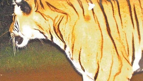 ಕ್ಯಾಮೆರಾದಲ್ಲಿ ಸೆರೆಸಿಕ್ಕ ನರಹಂತಕ ಹುಲಿ