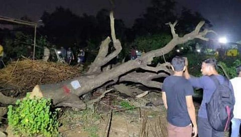 ಮೆಟ್ರೋಗಾಗಿ 2,500 ಮರಗಳ ಮಾರಣ ಹೋಮ