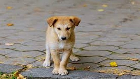 ಸಂಗ್ರಹ ಚಿತ್ರ