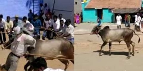 ಹೋರಿ ಬೆದರಿಸೋ ಹಬ್ಬ