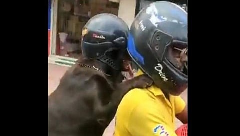 ಸವಾರನ ಜೊತೆ ಹೆಲ್ಮೆಟ್ ಧರಿಸಿದ ನಾಯಿ