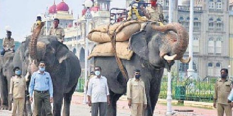 ದಸರಾ ಜಂಬೂ ಸವಾರಿಗೆ ಸಿದ್ಧತೆ ನಡೆಸುತ್ತಿರುವ ಸಿಬ್ಬಂದಿಗಳು