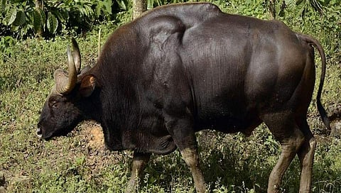 ಕಾಡು ಕೋಣ