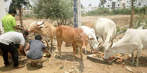 ಪ್ರಾಣಿಗಳಿಗೆ ಹಣ್ಣು ನೀಡುತ್ತಿರುವ ಯುವಕರು