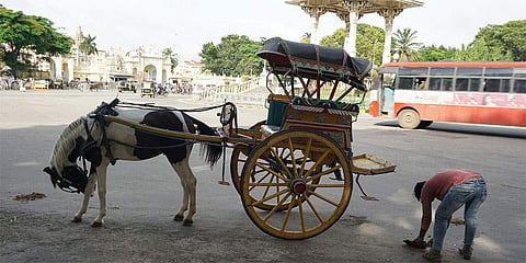 ಮೈಸೂರು ಟಾಂಗಾವಾಲಾ (ಚಿತ್ರಕೃಪೆ: ಮೈಸೂರುವೆಬ್)