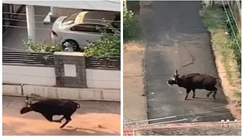 ಮಂಗಳೂರು ರಸ್ತೆಗಿಳಿದ ಕಾಡುಕೋಣ