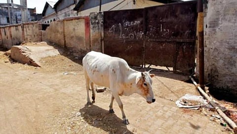 ಗಾಯಗೊಂಡ ಹಸು