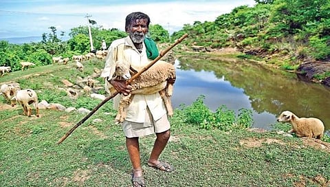 ತಮ್ಮ ಕುರಿಗಳೊಂದಿಗೆ ಕಾಮೇಗೌಡರು