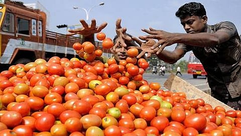 ಟೊಮ್ಯಾಟೊ