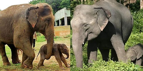 ಸಂಗ್ರಹ ಚಿತ್ರ