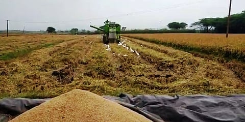 ಆರ್ ಎನ್ ಆರ್ ಭತ್ತದ ಬೆಳೆ