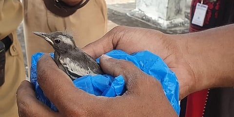 ಹಕ್ಕಿ ಮರಿ