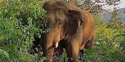 ಕಾಡಾನೆ ದಾಳಿ (ಎಕ್ಸ್ ಪ್ರೆಸ್ ಚಿತ್ರ)