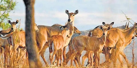 ನೀಲ್ಗಾಯ್