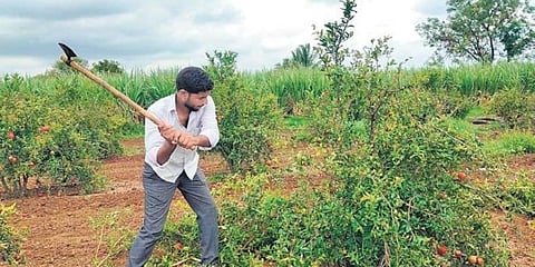 ದಾಳಿಂಬೆ ಮರ ಕತ್ತರಿಸುತ್ತಿರುವ ರೈತ