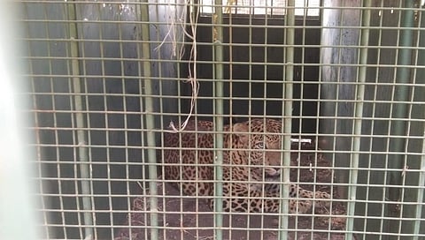 ಬೋನಿಗೆ ಬಿದ್ದ ಚಿರತೆ