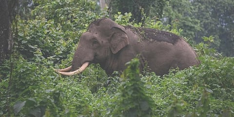 ಪ್ರಾತಿನಿಧಿಕ ಚಿತ್ರ