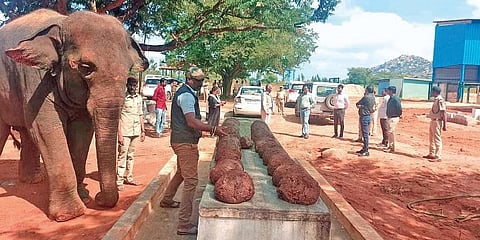 ಕೋಲಾರದಲ್ಲಿರುವ ಆನೆಗಳ ಆರೈಕೆ ಕೇಂದ್ರ.